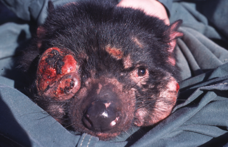 Illustration for article titled Tasmanian devils get their own private island, to save them from extinction